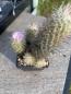 Preview: Escobaria strobiliformis